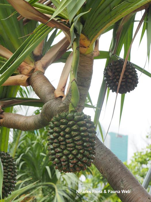 Pandanus utilis