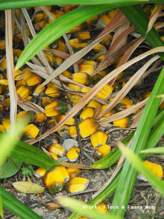 NParks Pandanus utilis