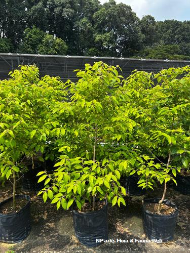 Dendrophyllanthus cuscutiflorus