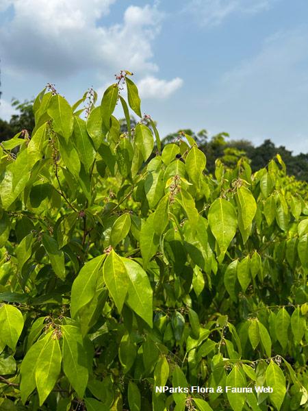 Dendrophyllanthus cuscutiflorus