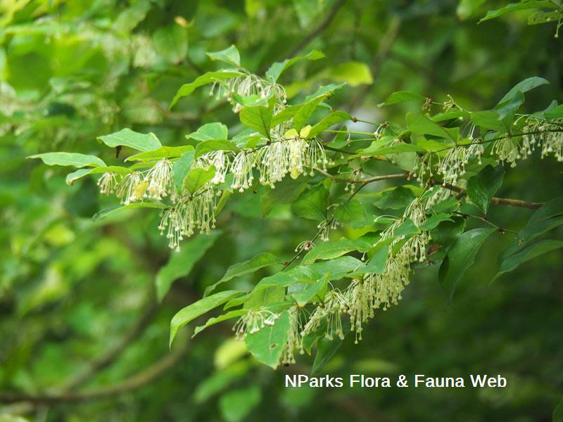Dendrophyllanthus cuscutiflorus