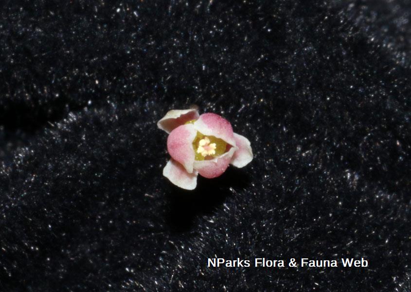 Dendrophyllanthus cuscutiflorus
