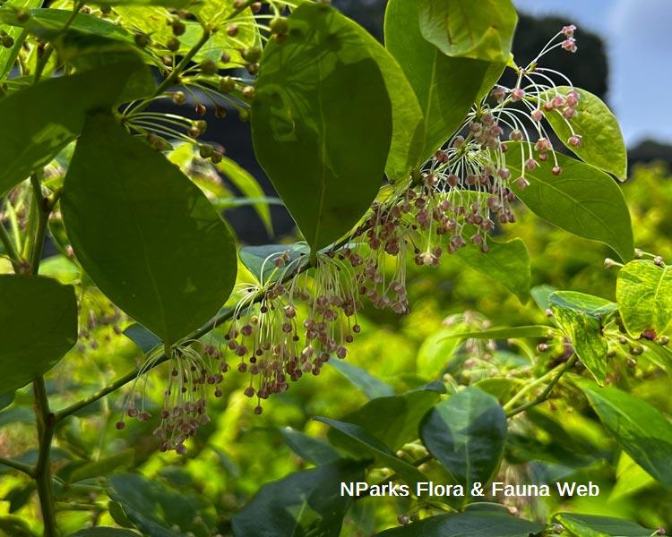Dendrophyllanthus cuscutiflorus