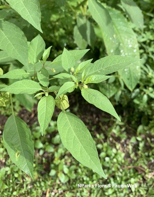 Physalis minima deals