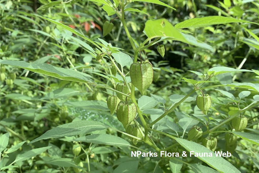 NParks Physalis minima