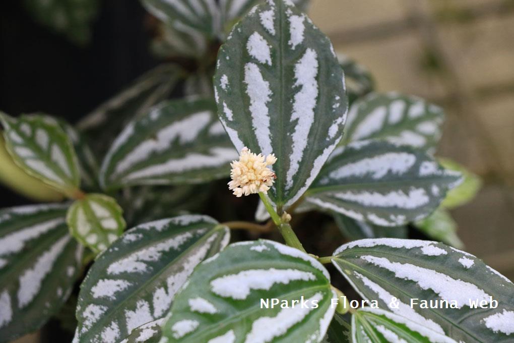 NParks | Pilea cadierei