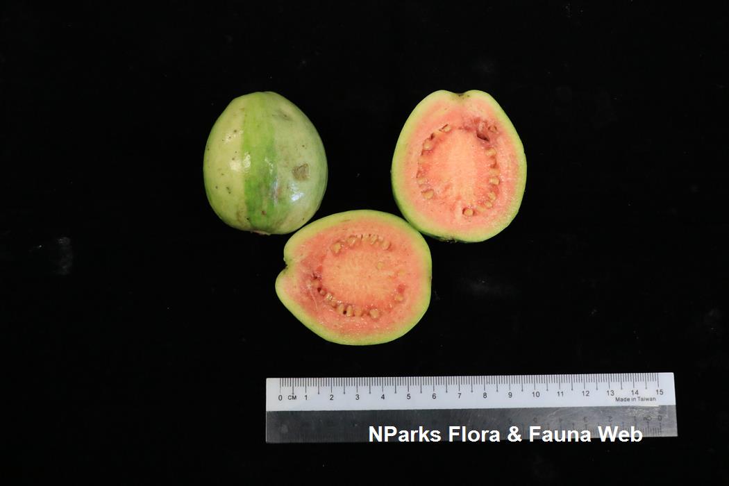 Psidium guajava Variegata