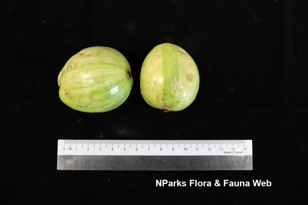 Psidium guajava Variegata
