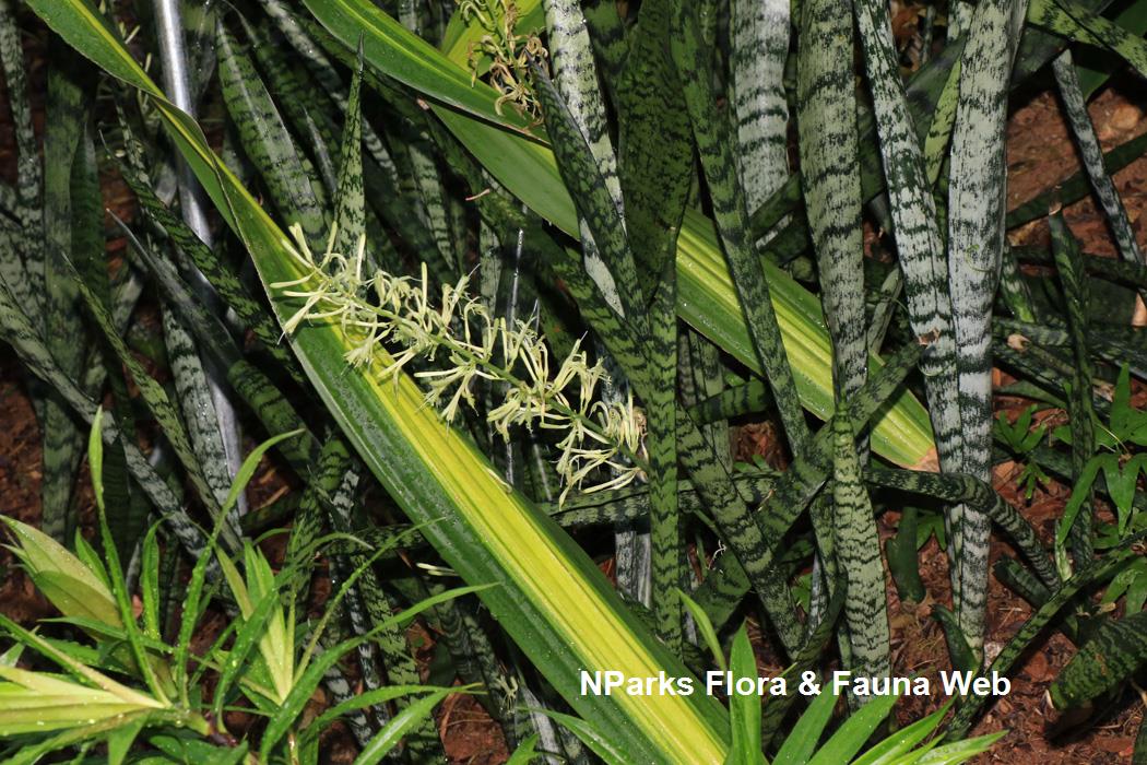 Dracaena trifasciata