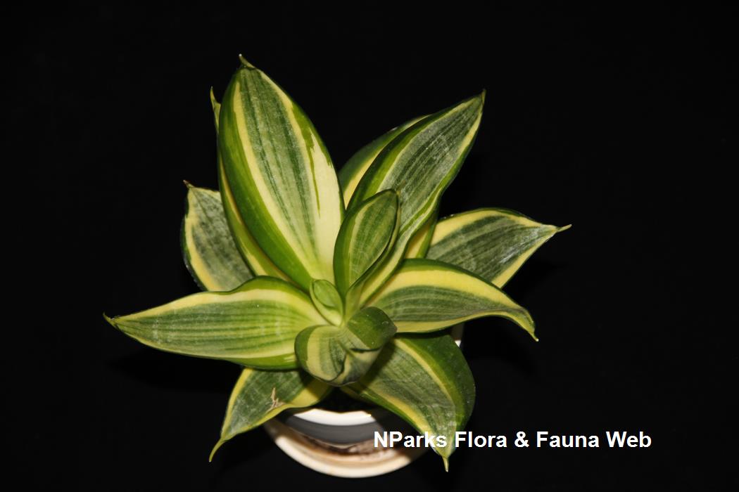 Dracaena_trifasciata_Golden_Hahnii_Jennie_Tang