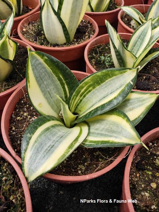Dracaena_trifasciata_Golden_Hahnii_Pauline_Tay_1
