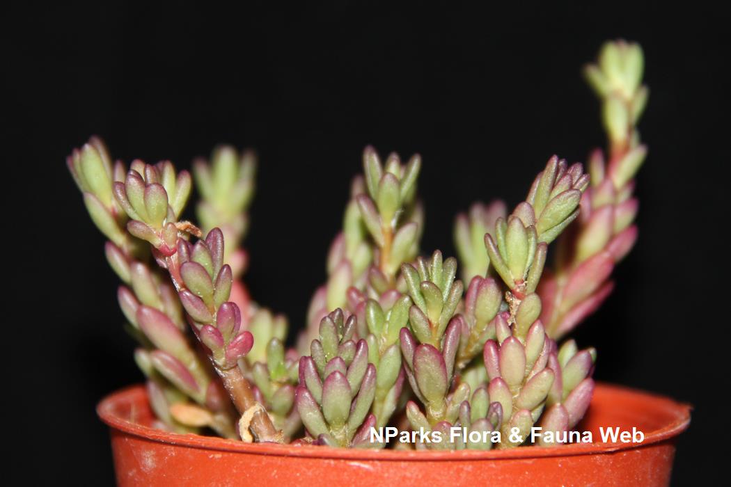 Sedum_x_rubrotinctum_Jennie_Tang_1