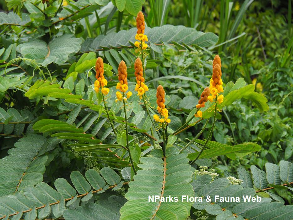 Senna alata