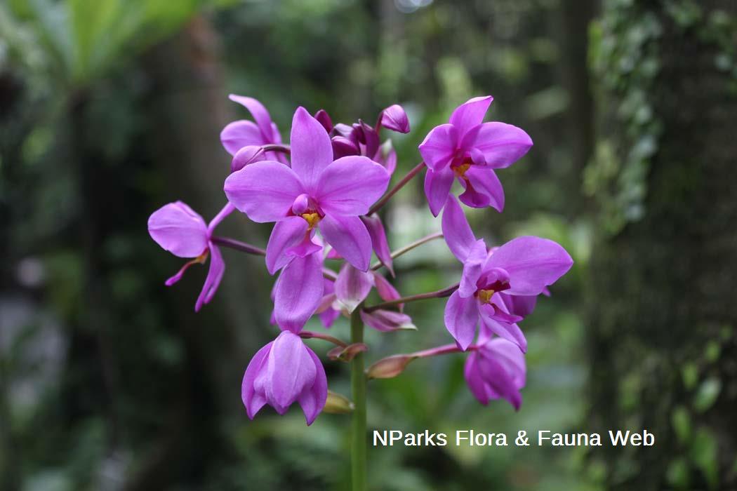 Spathoglottis plicata