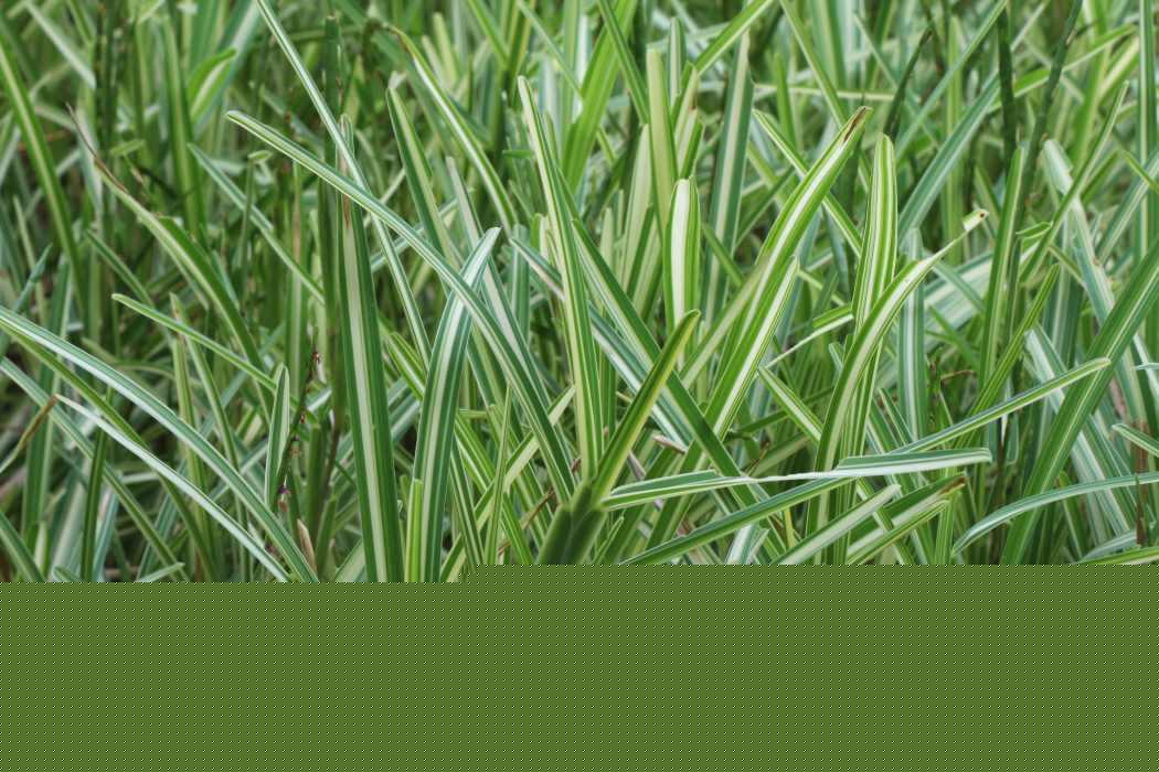 Stenotaphrum secundatum variegated