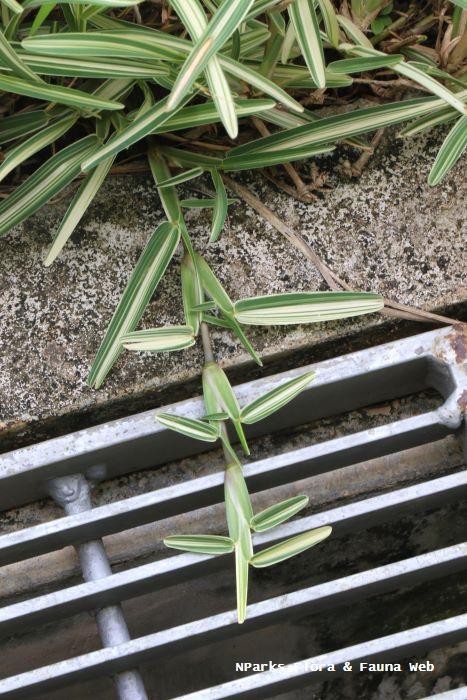 Stenotaphrum secundatum variegated