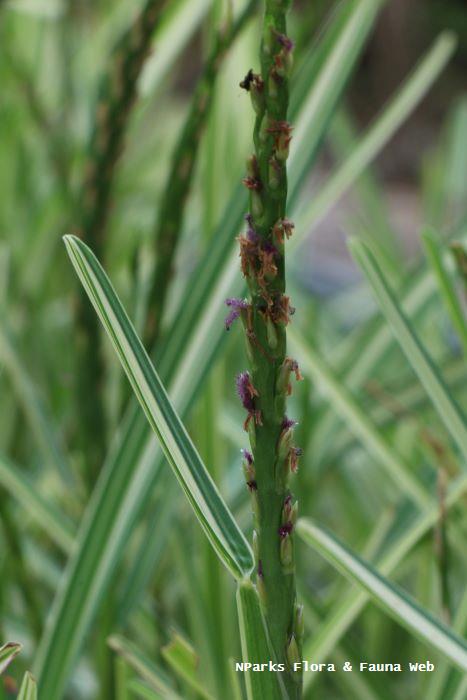 Stenotaphrum secundatum variegated