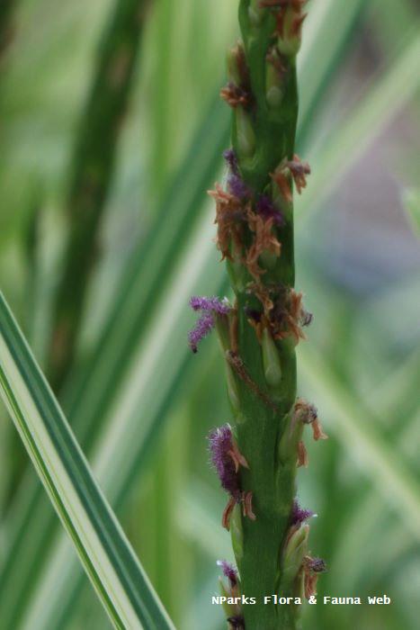 Stenotaphrum secundatum variegated