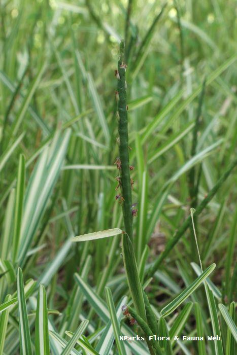 Stenotaphrum secundatum variegated
