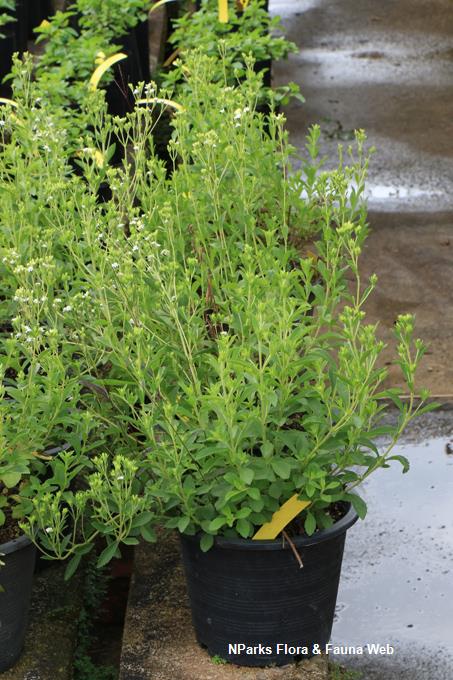 NParks | Stevia rebaudiana