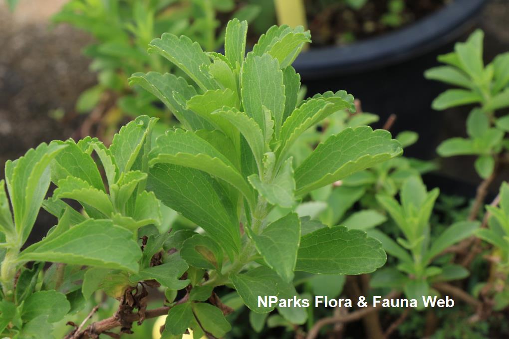 NParks Stevia rebaudiana