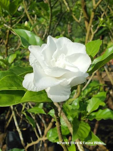 Tabernaemontana divaricata Flore Pleno