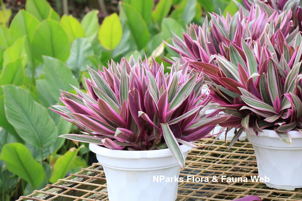 Tradescantia_spathacea_Dwarf_Tricolor_WeiTeng