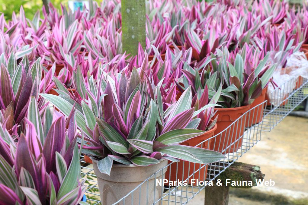 Tradescantia_spathacea_Dwarf_Tricolor_WeiTeng