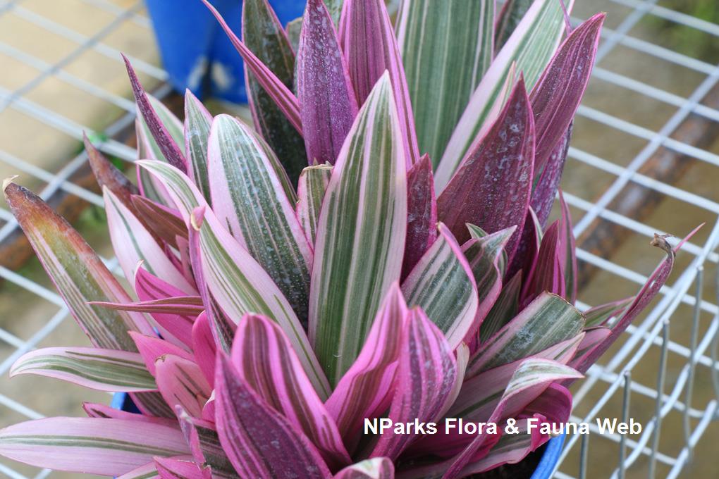 Tradescantia_spathacea_Dwarf_Tricolor_WeiTeng