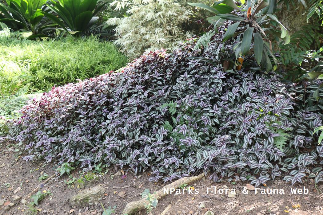 NParks | Tradescantia zebrina