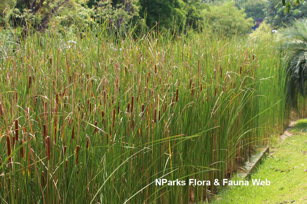 Typha angustifolia