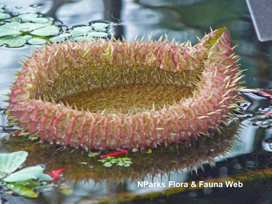 Victoria_amazonica_Singapore_Botanic_Gardens_1