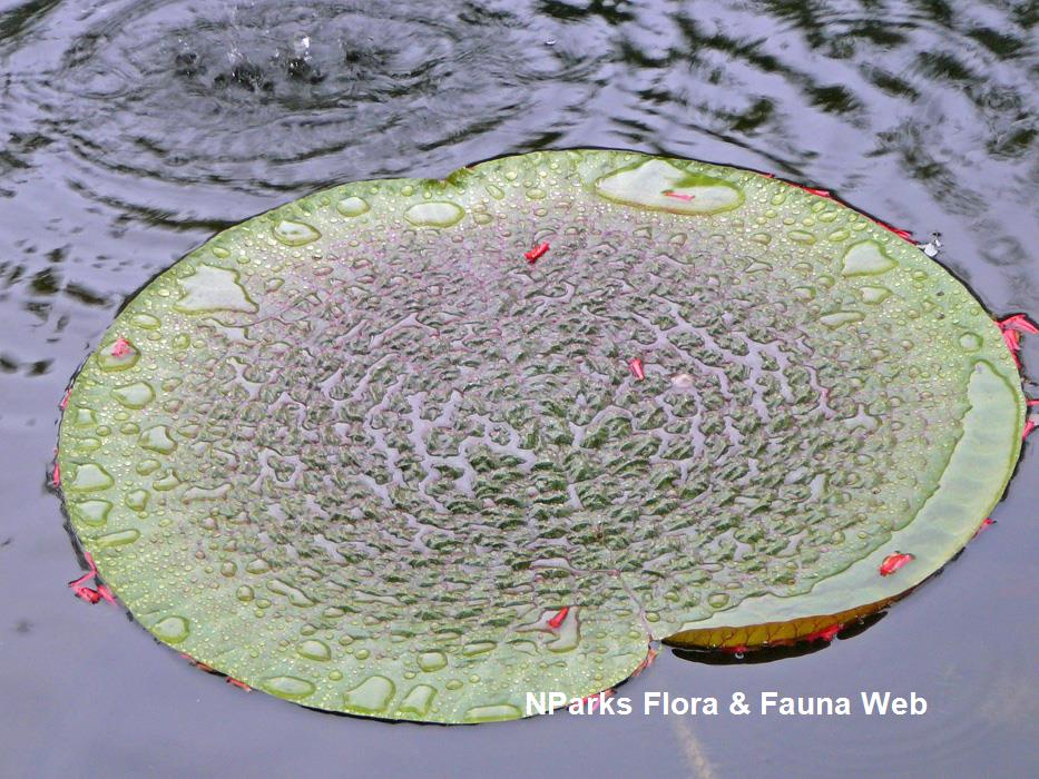 Victoria_amazonica_Singapore_Botanic_Gardens_11