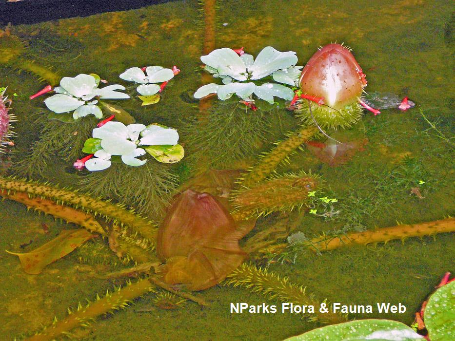 Victoria_amazonica_Singapore_Botanic_Gardens_12