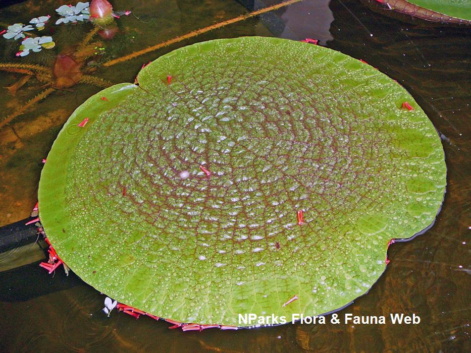 Victoria_amazonica_Singapore_Botanic_Gardens_2