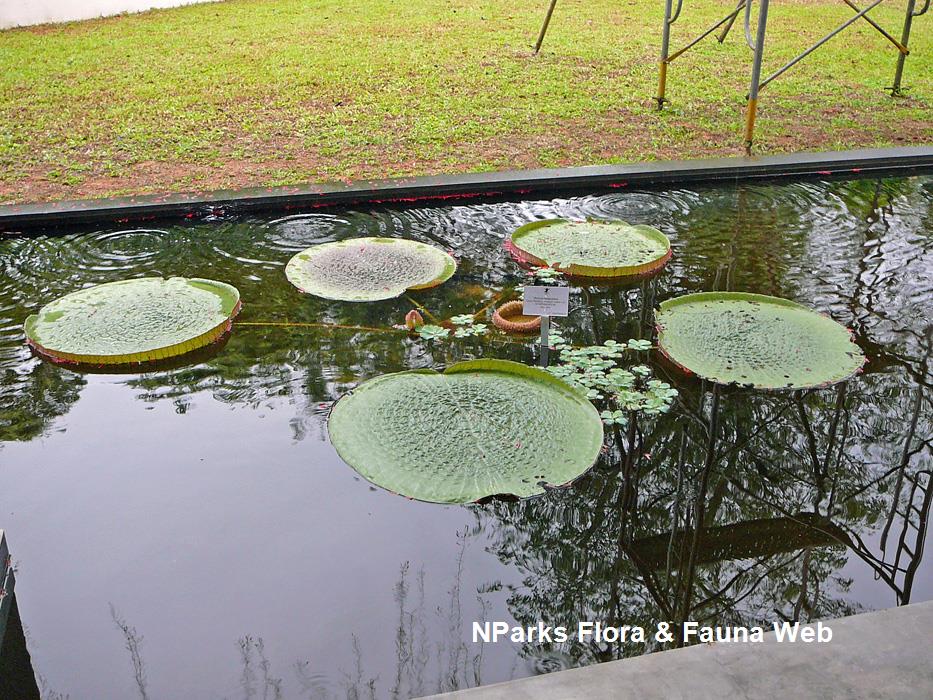 Victoria_amazonica_Singapore_Botanic_Gardens_4
