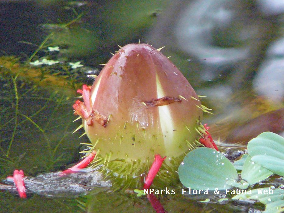 NParks Victoria amazonica