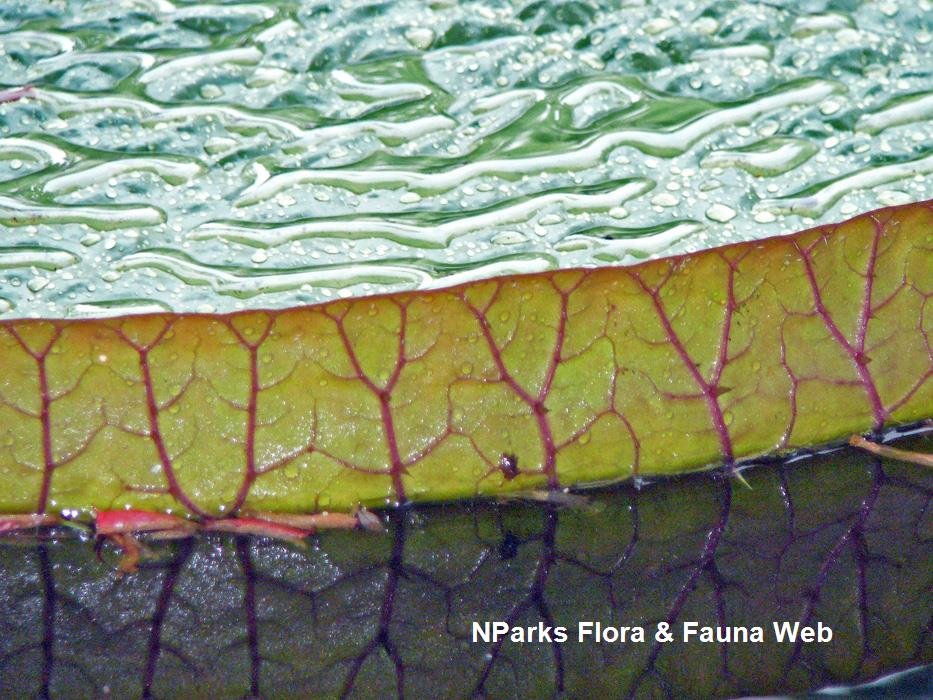 Victoria_amazonica_Singapore_Botanic_Gardens_6