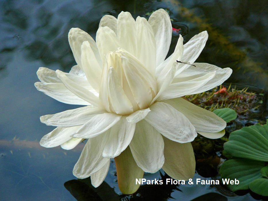 NParks | Victoria amazonica