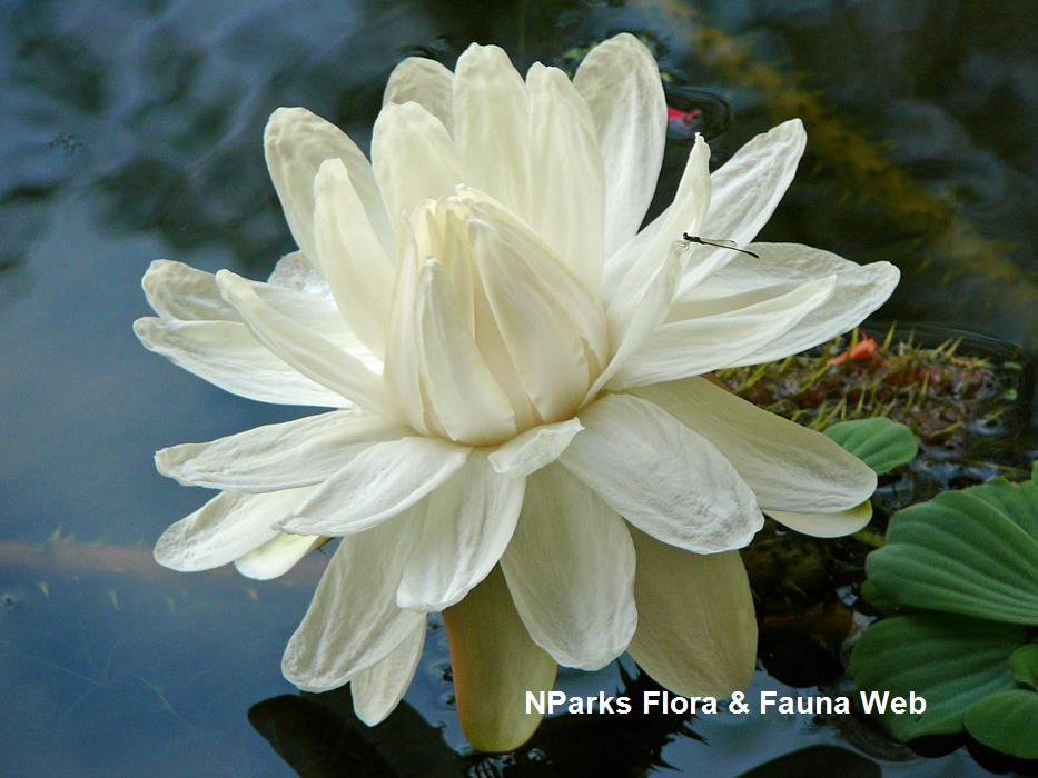 Victoria_amazonica_Singapore_Botanic_Gardens_8