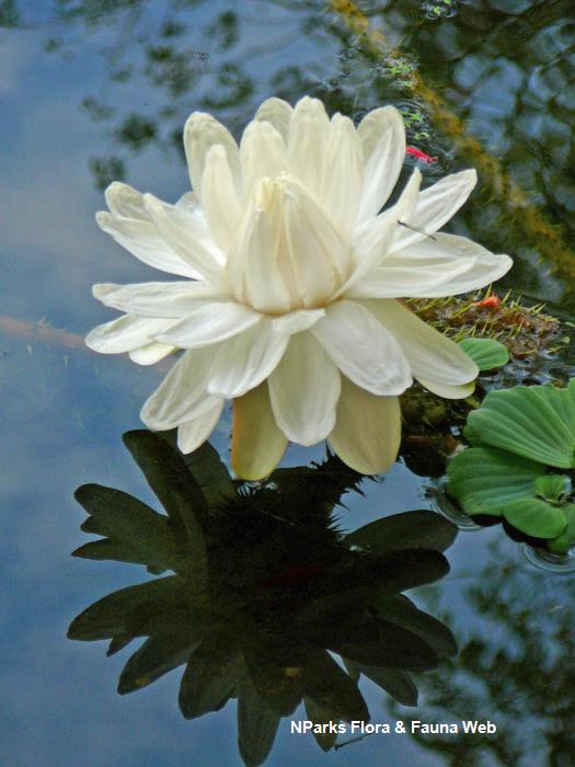 NParks | Victoria amazonica