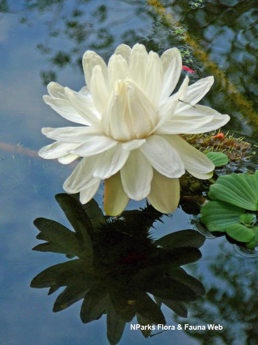 Victoria_amazonica_Singapore_Botanic_Gardens_9