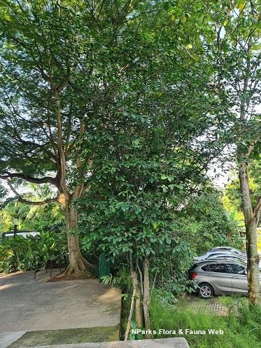 Wrightia dubia