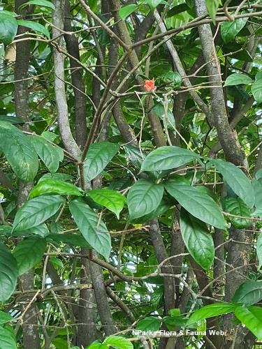 Wrightia dubia