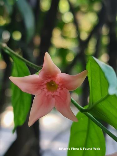 Wrightia dubia