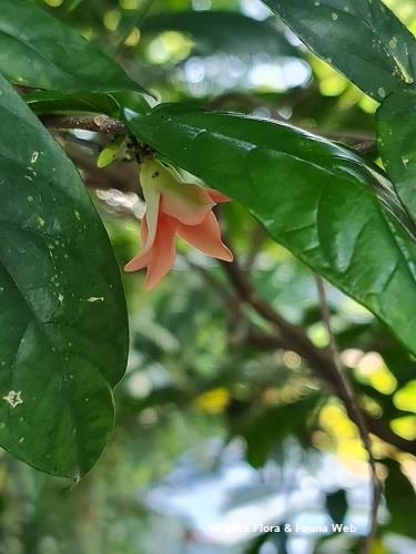 Wrightia dubia