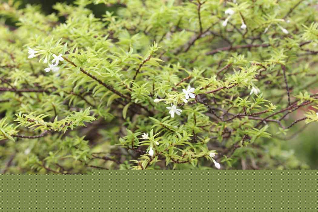 Wrightia religiosa Fine Leaf