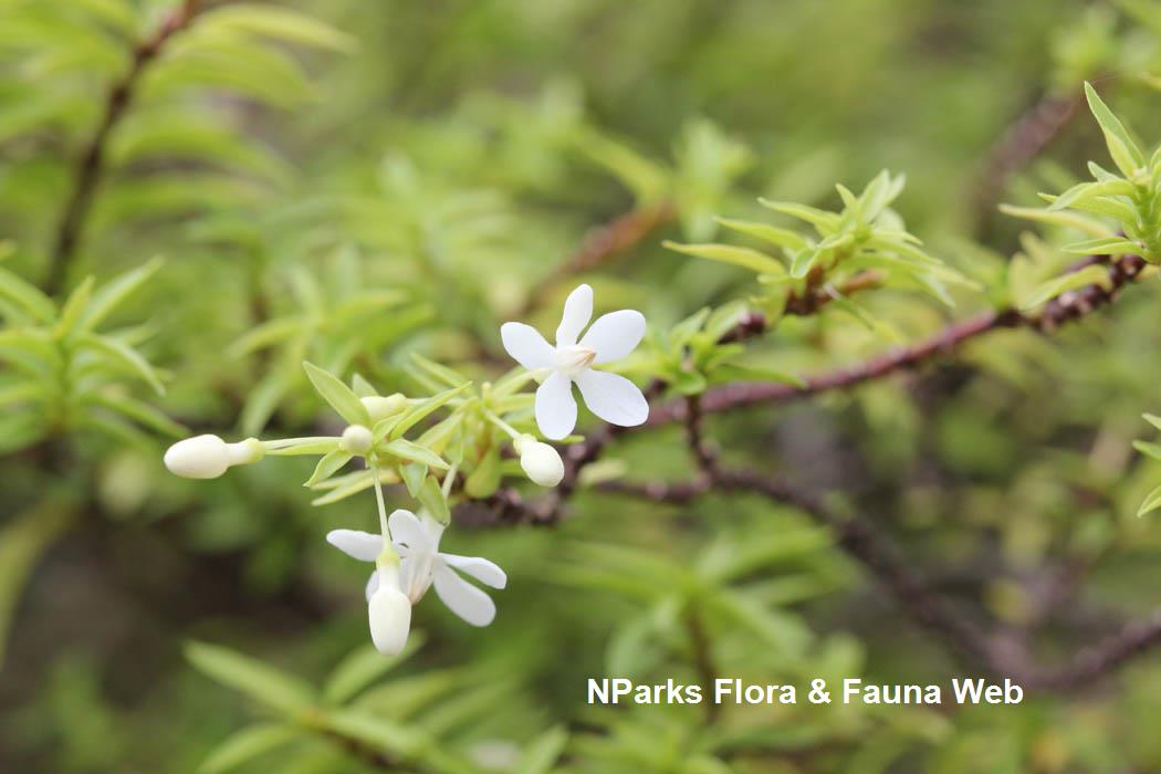 Wrightia religiosa Fine Leaf