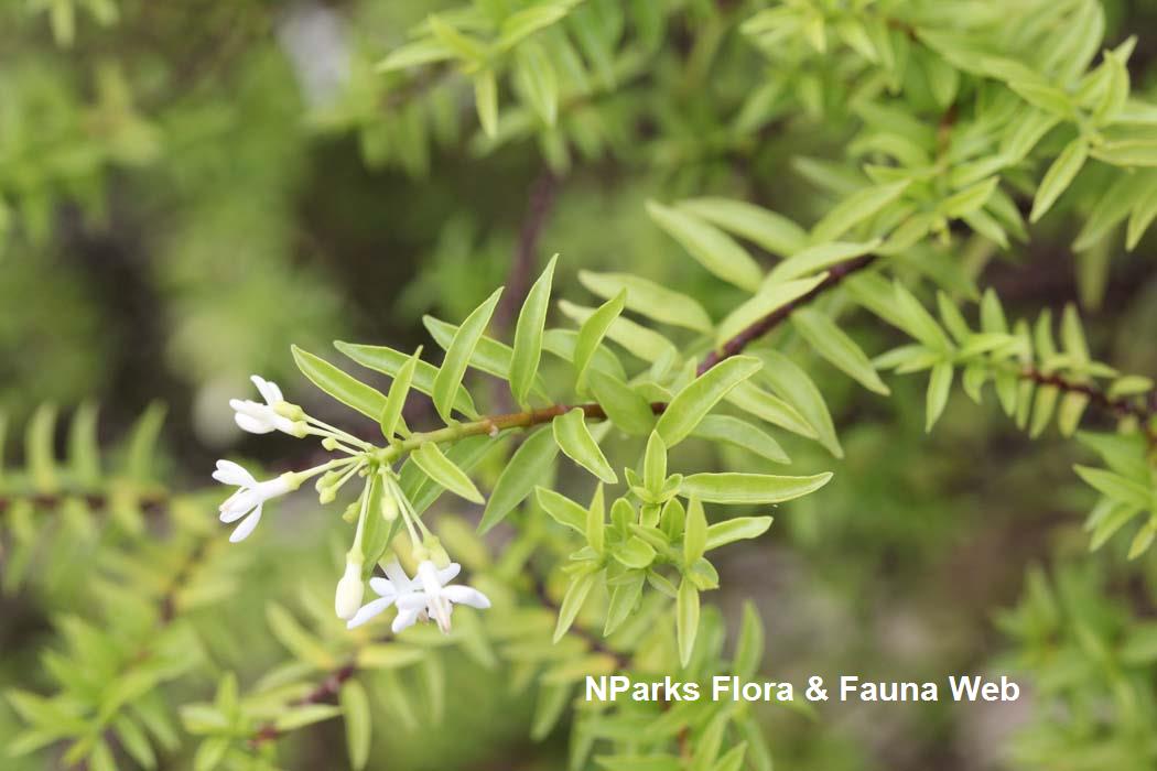 Wrightia religiosa Fine Leaf
