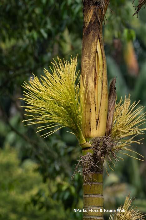 Areca catechu var alba